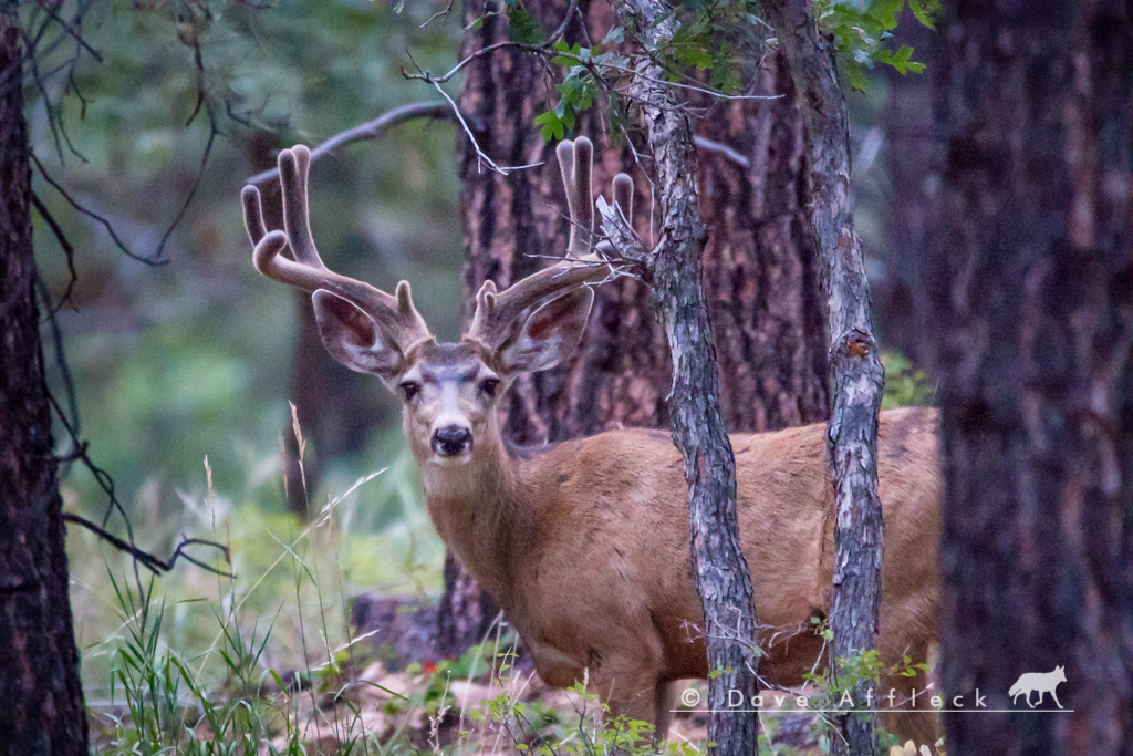 Nice mule deer buck