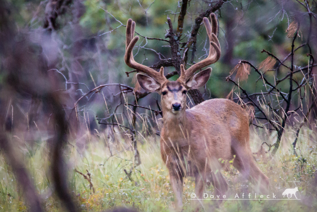 muley in velvet