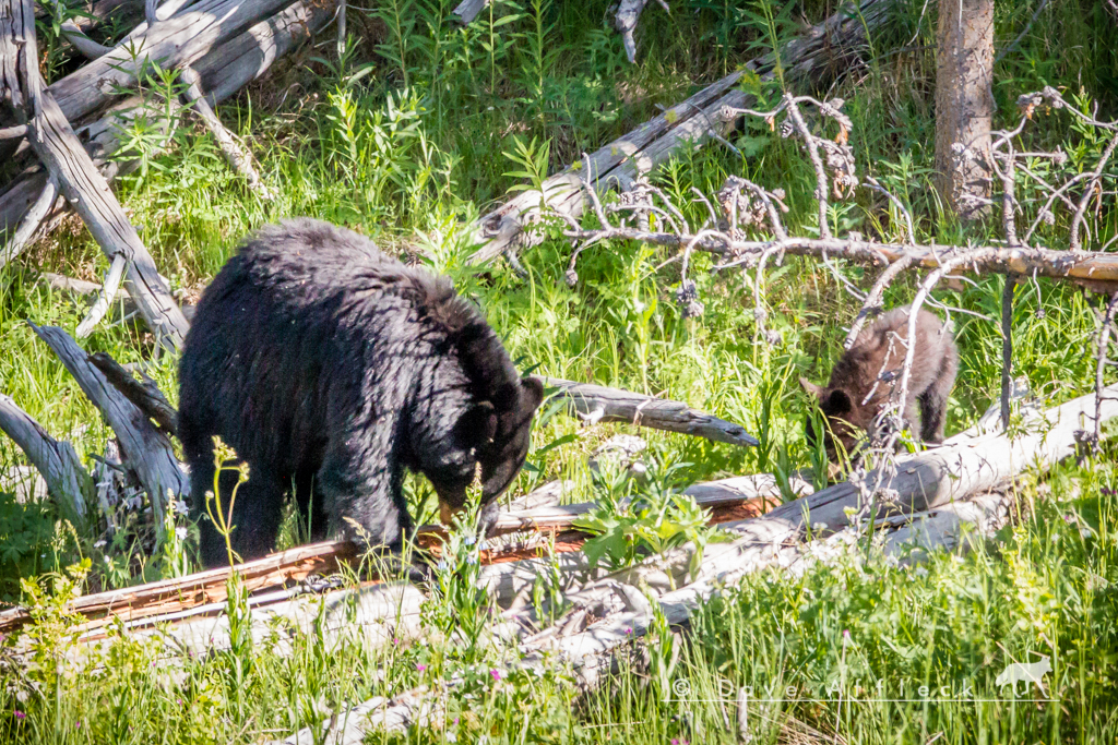 Bear with cub