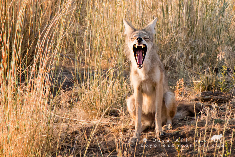Coyotes Calling Coyotes, With Howls.