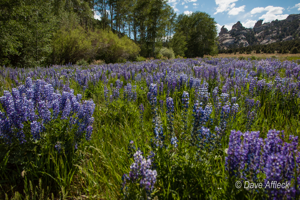 20140605_Deep%20Creeks_Camping-1537W.jpg