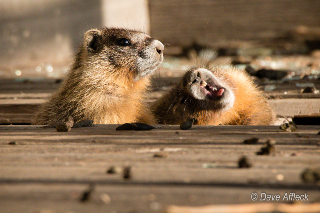 Rock chuck just getting out of bed and yawning