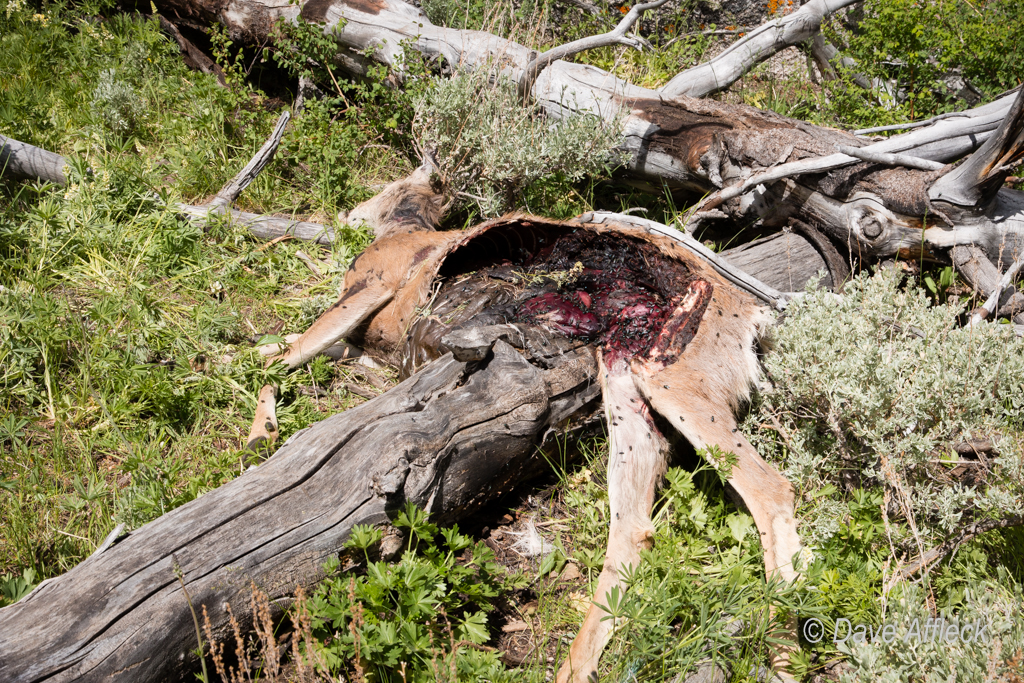 Fresh mountain lion kill