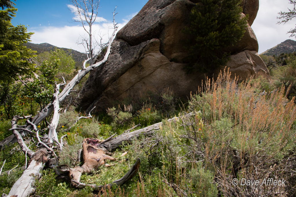 Mountain lion kill site