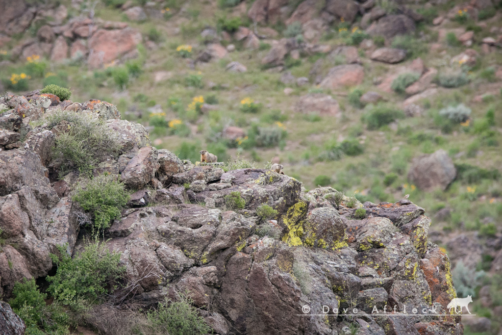 How many rock chucks can you see?