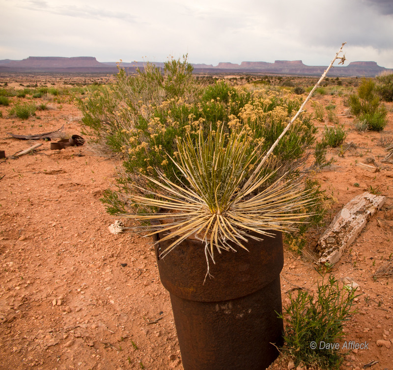 Yucca growing out of pipe
