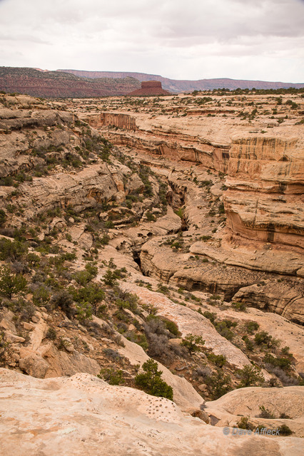 View into Gravel Canyon from rim