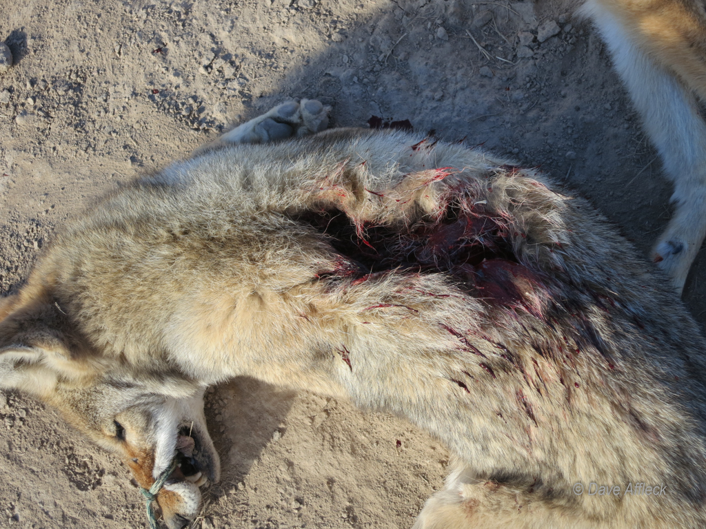 20140927_Coyote%20Hunt-2W.jpg