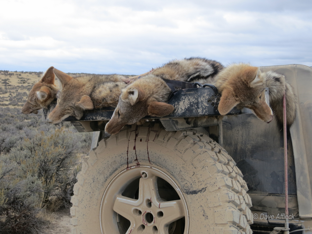 20140927_Coyote%20Hunt-4W.jpg