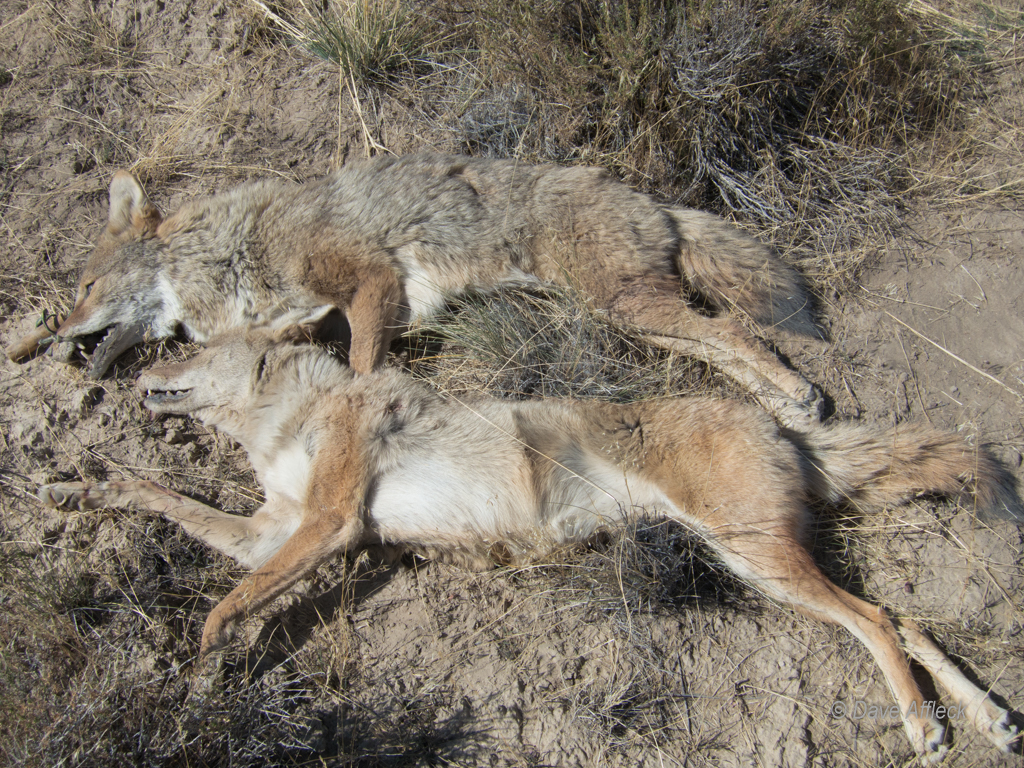 20140927_Coyote%20Hunt-7W-2.jpg