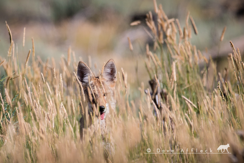 Coyote pup peering at us through tall grass