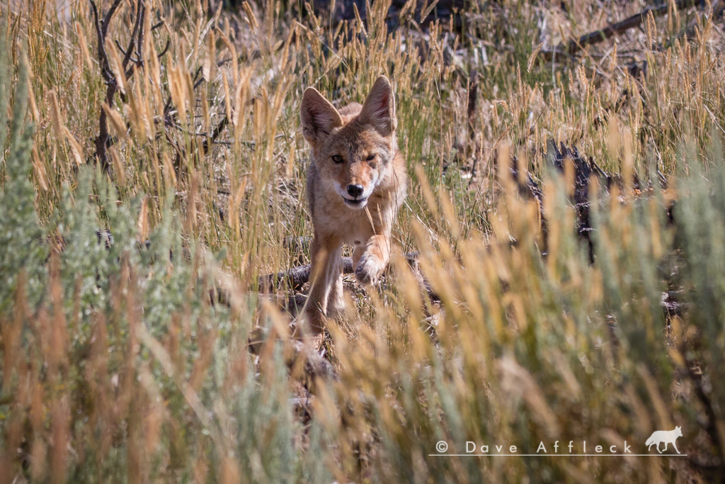 Pup running up to us after Tim lip squeaked 