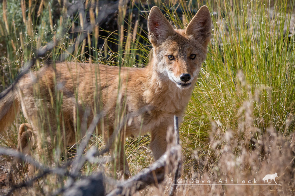 Coyote pup standing and looking at us from ten feet away