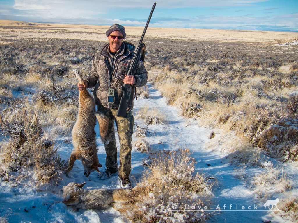 Shotgun pair of coyotes