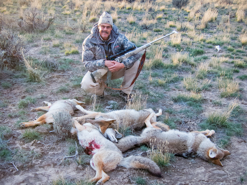 Dave with four coyotes from one stand