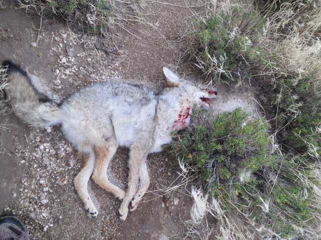 20140927_Coyote%20Hunt-5W.jpg