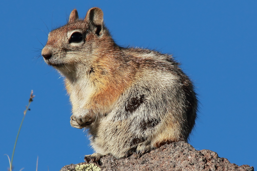 IMAGE: http://photos.imageevent.com/daffleck/varmints/Squirrel1W.JPG