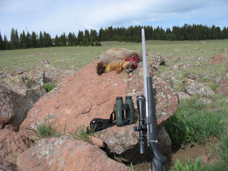 .20 Dasher with pair of 480 yard 'chucks, shot from hood of Jeep in background