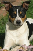 Buckhorn Achilles