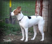 Elie x Rueger pups born 07/17/2012