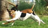 <b>ACTION SHOTS OF DOGGIE FUN
