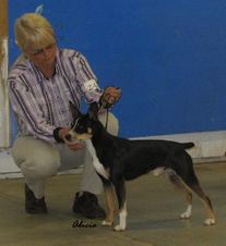 <b>Planned Litters For 2008