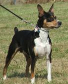 <b>Planned Litters For 2008