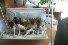  TOY FOX TERRIER PUPPIES BY THE LITTER