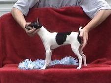 PUPPIES FROM YEARS PAST