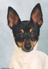 AVAILABLE TOY FOX TERRIER PUPPIES 
