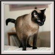 Enlarge photo 109