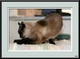 Enlarge photo 108