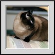 Enlarge photo 107