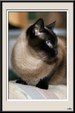 Enlarge photo 106