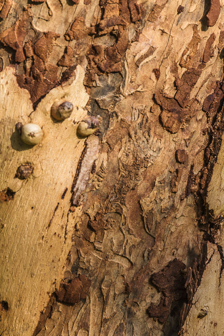 IMAGE: http://photos.imageevent.com/elied/thisthatandtheotherthing/nature/_MG_3833.jpg