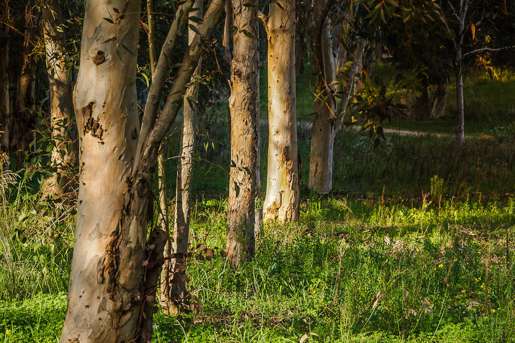 IMAGE: http://photos.imageevent.com/elied/thisthatandtheotherthing/nature/_MG_3837.jpg