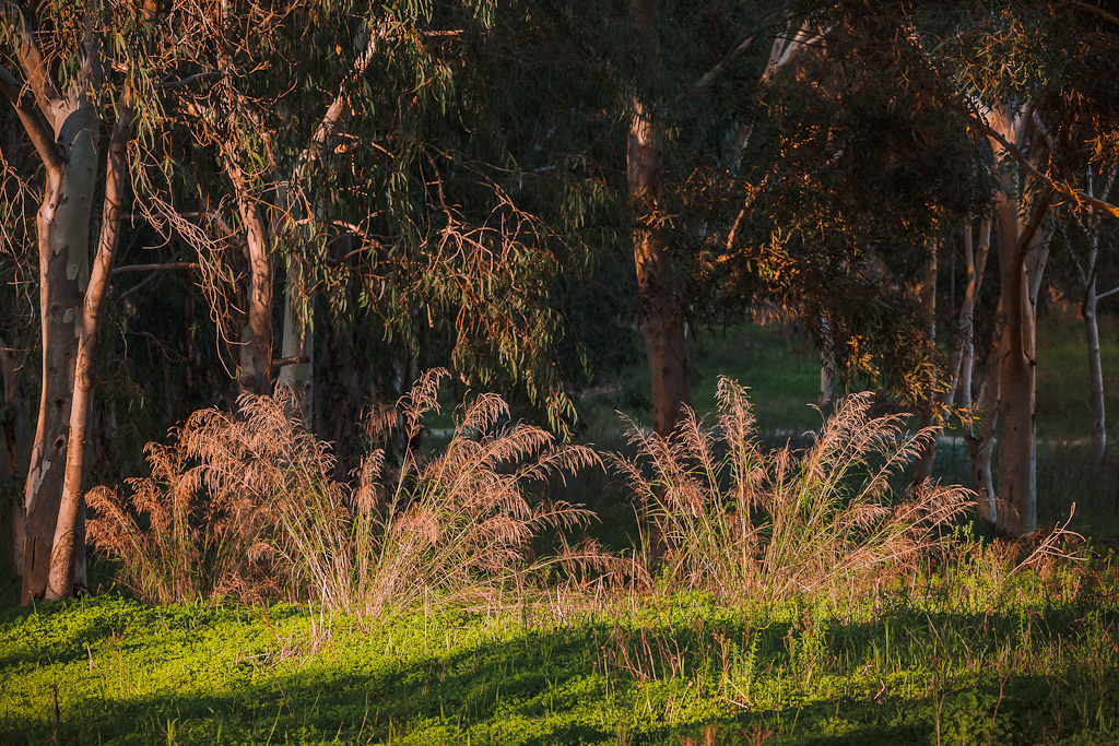 IMAGE: http://photos.imageevent.com/elied/thisthatandtheotherthing/nature/_MG_3848.jpg