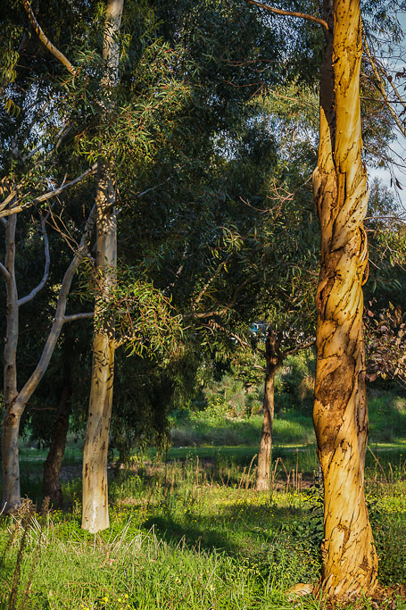 IMAGE: http://photos.imageevent.com/elied/thisthatandtheotherthing/nature/_MG_3857.jpg