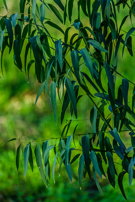 IMAGE: http://photos.imageevent.com/elied/thisthatandtheotherthing/nature/_MG_3877.jpg