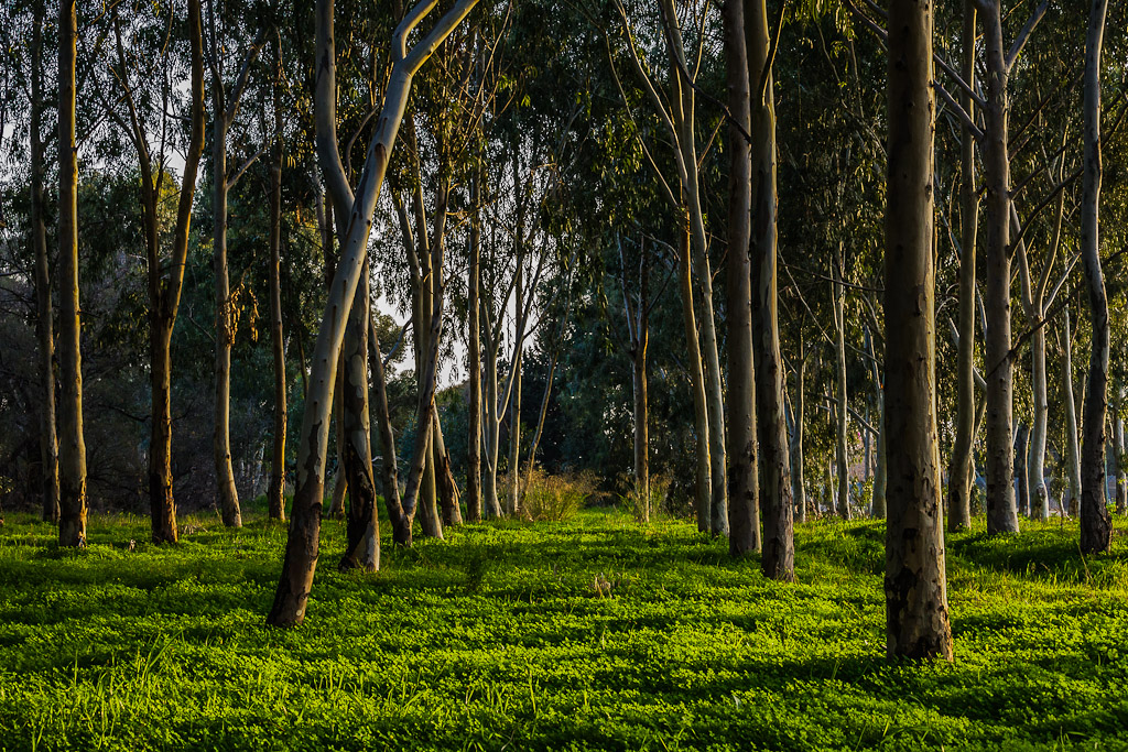 IMAGE: http://photos.imageevent.com/elied/thisthatandtheotherthing/nature/_MG_3883.jpg