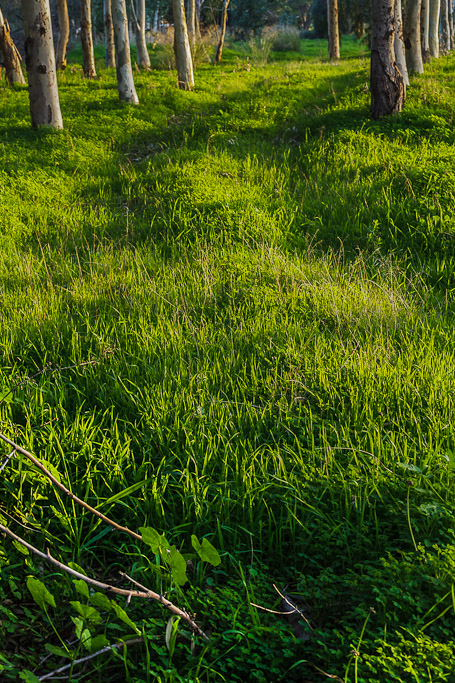 IMAGE: http://photos.imageevent.com/elied/thisthatandtheotherthing/nature/_MG_3897.jpg