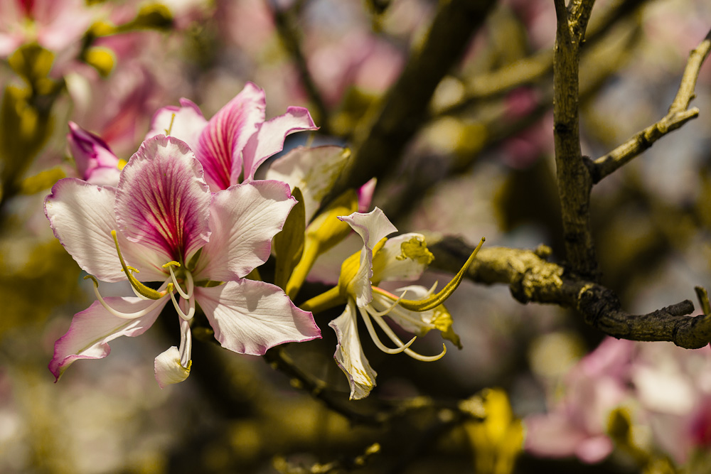 IMAGE: http://photos.imageevent.com/elied/thisthatandtheotherthing/nature/_MG_4965.jpg