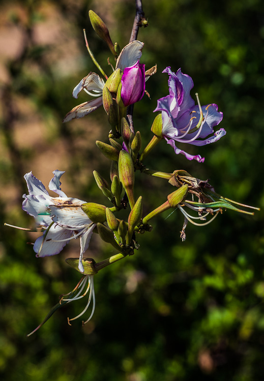 IMAGE: http://photos.imageevent.com/elied/thisthatandtheotherthing/nature/_MG_4972.jpg