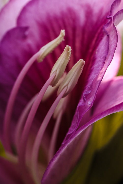 IMAGE: http://photos.imageevent.com/elied/thisthatandtheotherthing/nature/_MG_4998.jpg