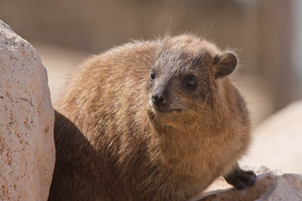 IMAGE: http://photos.imageevent.com/elied/thisthatandtheotherthing/nature/_MG_6042.jpg