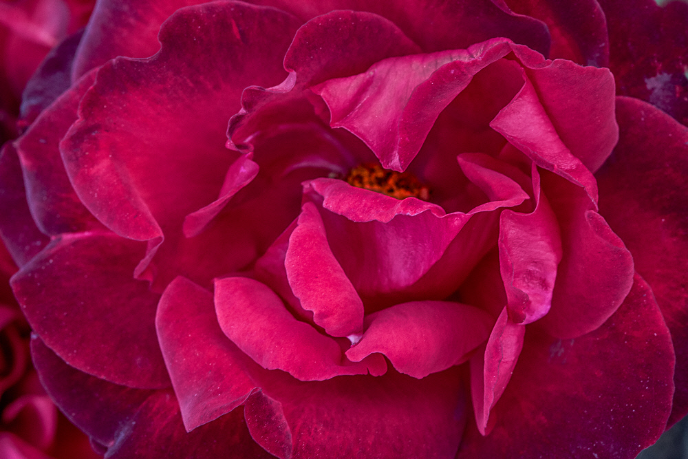 IMAGE: http://photos.imageevent.com/elied/thisthatandtheotherthing/nature/_MG_9132.jpg