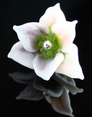 Enlarge photo 8