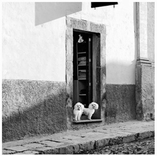 Enlarge photo 86