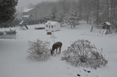Feb '13 snow