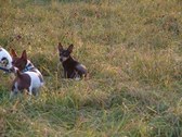 Dogs on the Hunt
